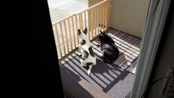 Guard Dog Chihuahua's Nina and Ruth