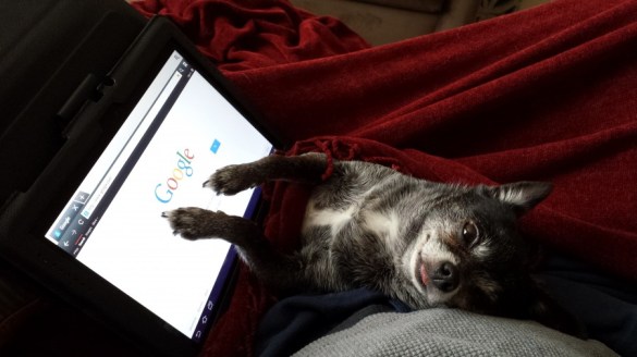 Chihuahua Nina Goes Gaga Over Google