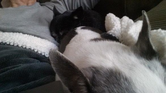 Chihuhuas Nina and Ruth