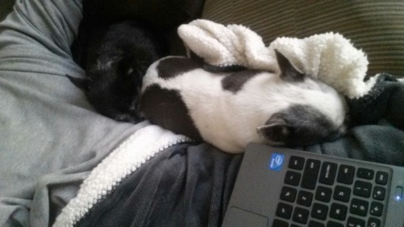 Chillaxing With Chihuahuas